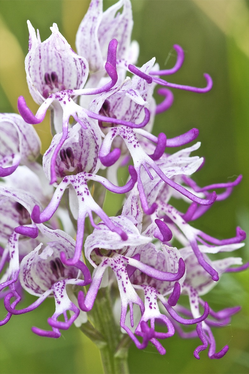 Orchis Simia