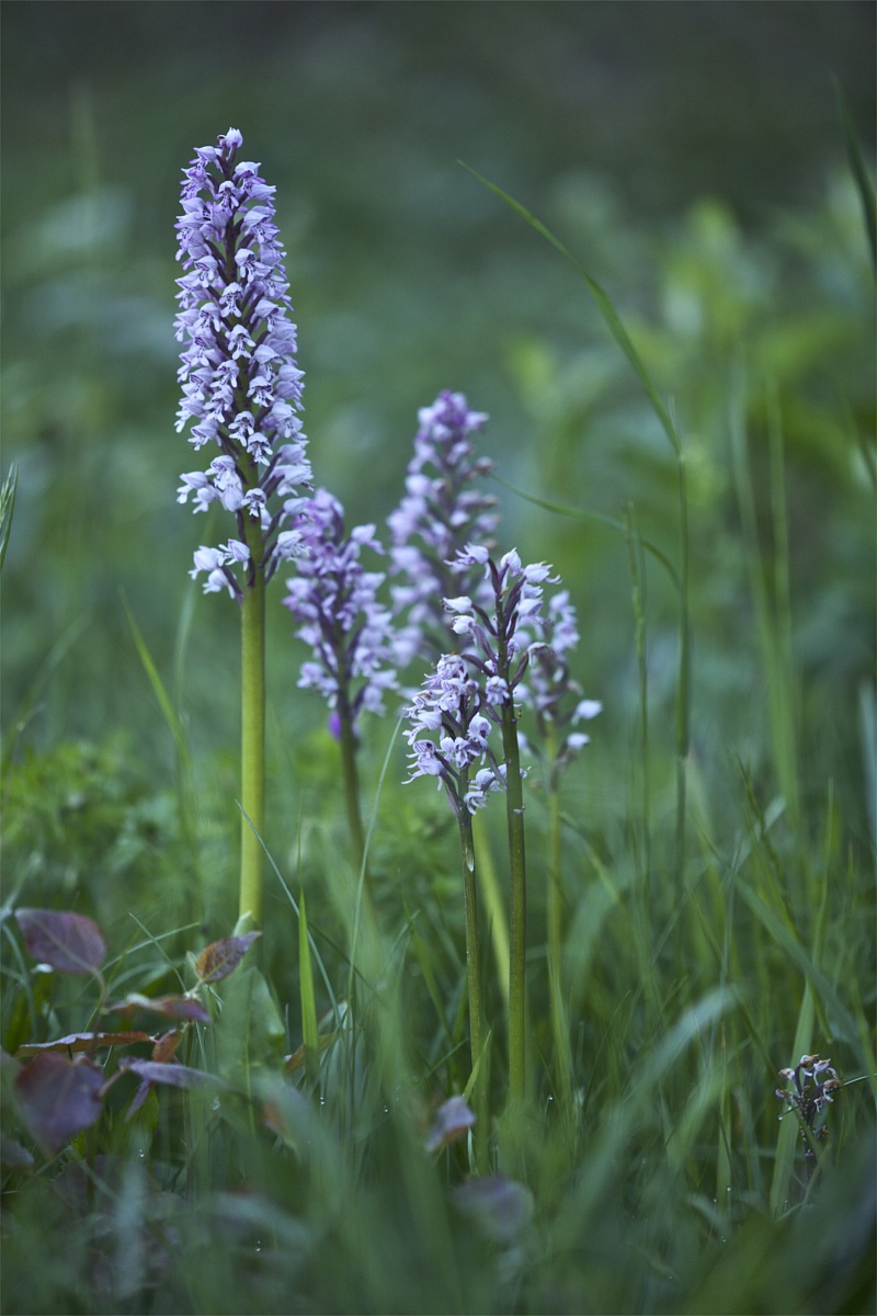 Orchis militaris