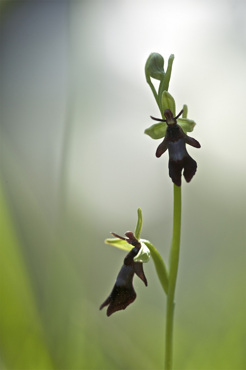 Ophrys insectifera