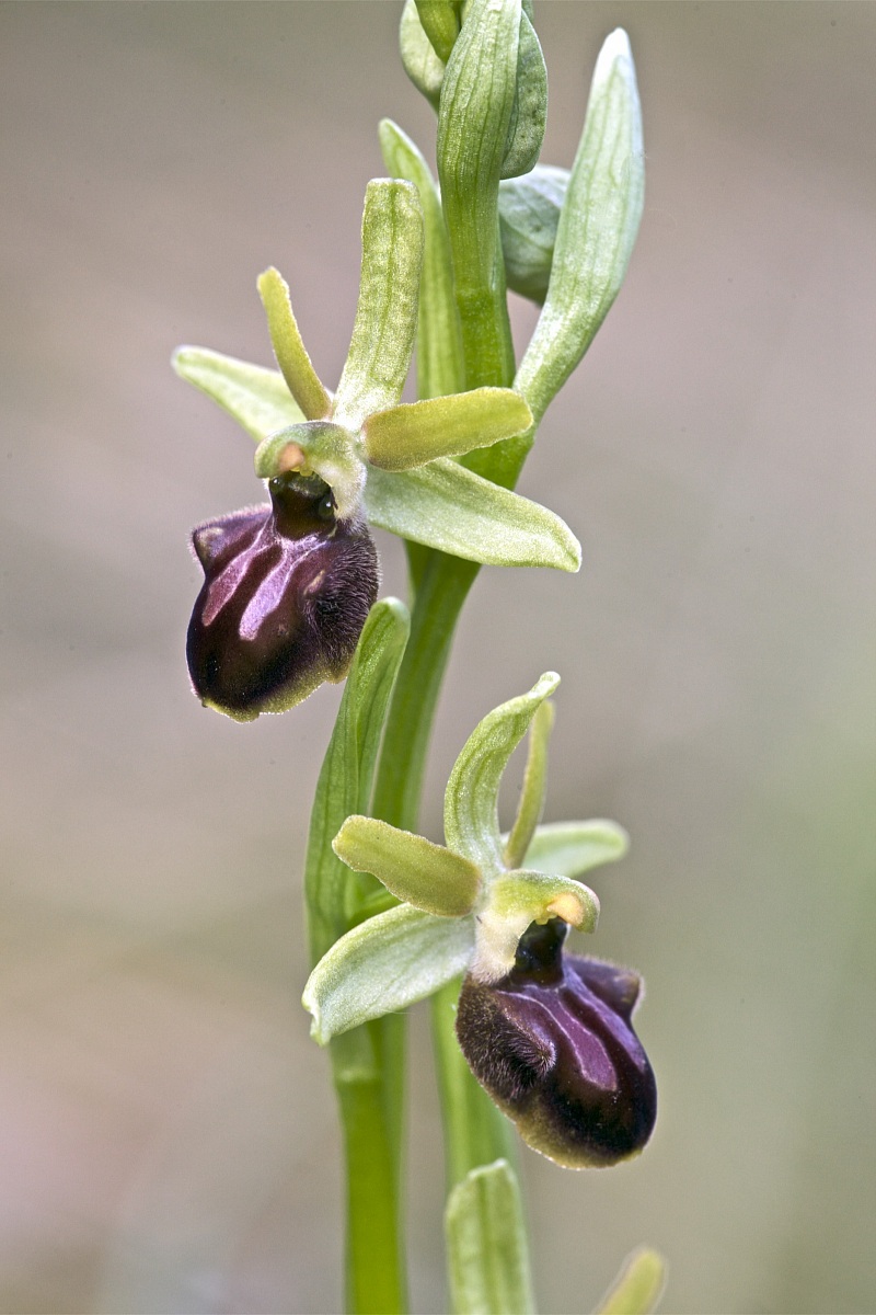 Ophrys sphegodes