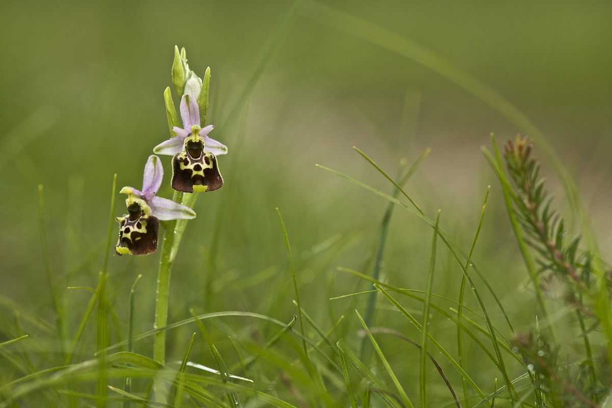Ophrys holoserica