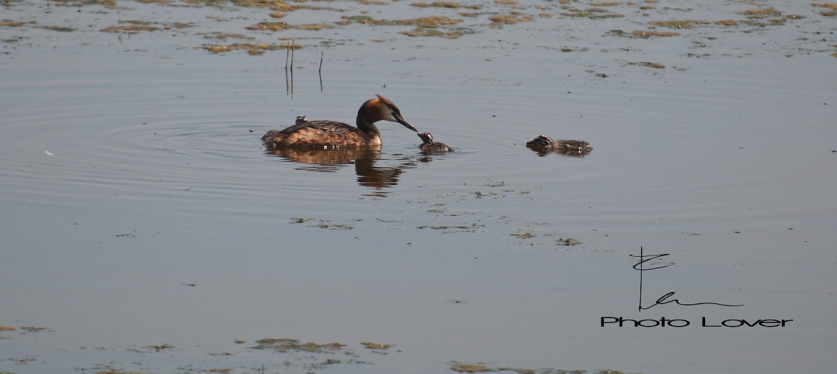 Great crested grebe with offspring