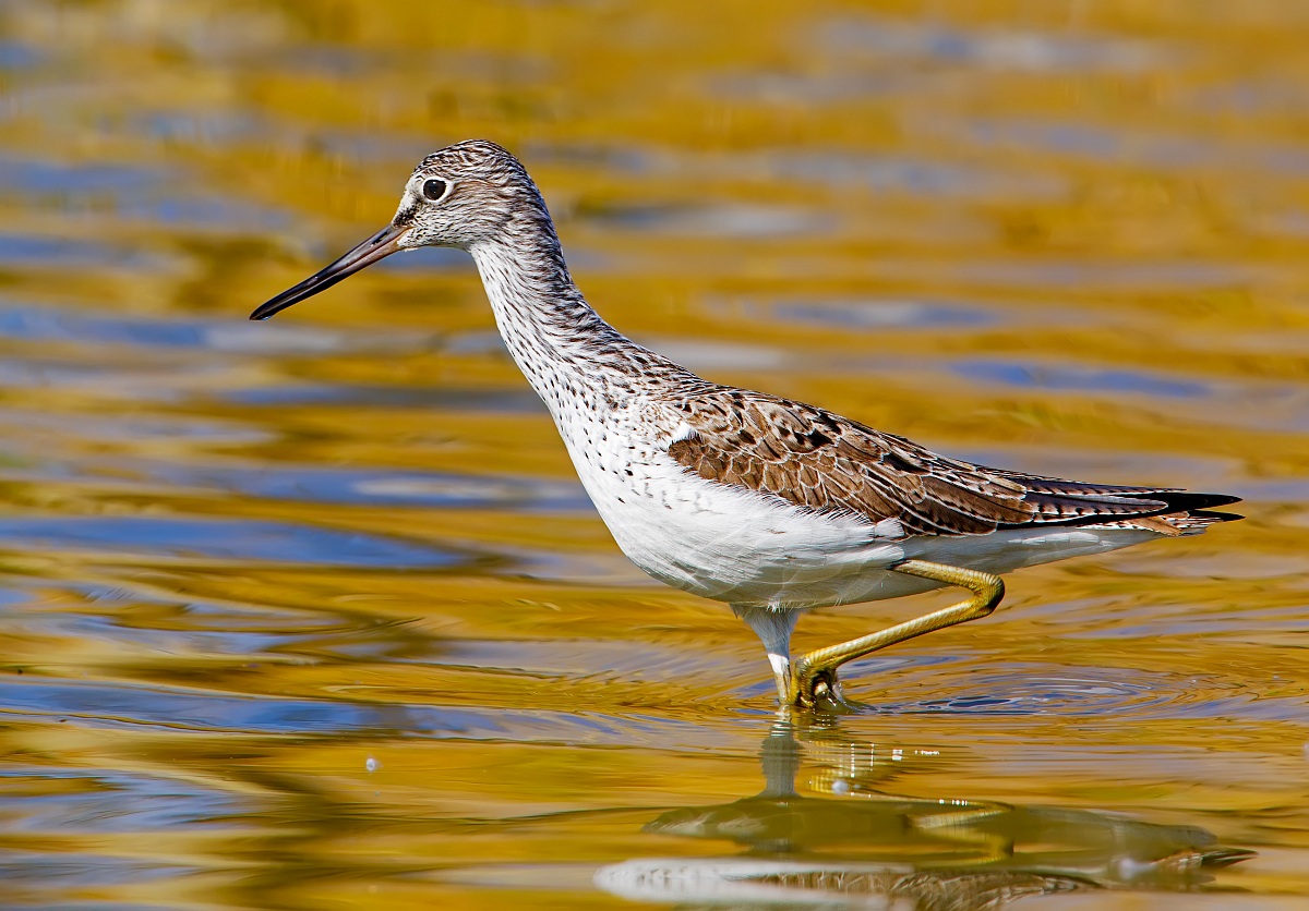Greenshank my way