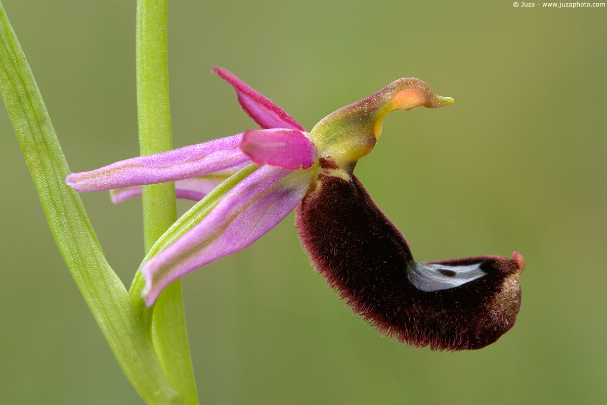 Ophrys bertolonii, 005292