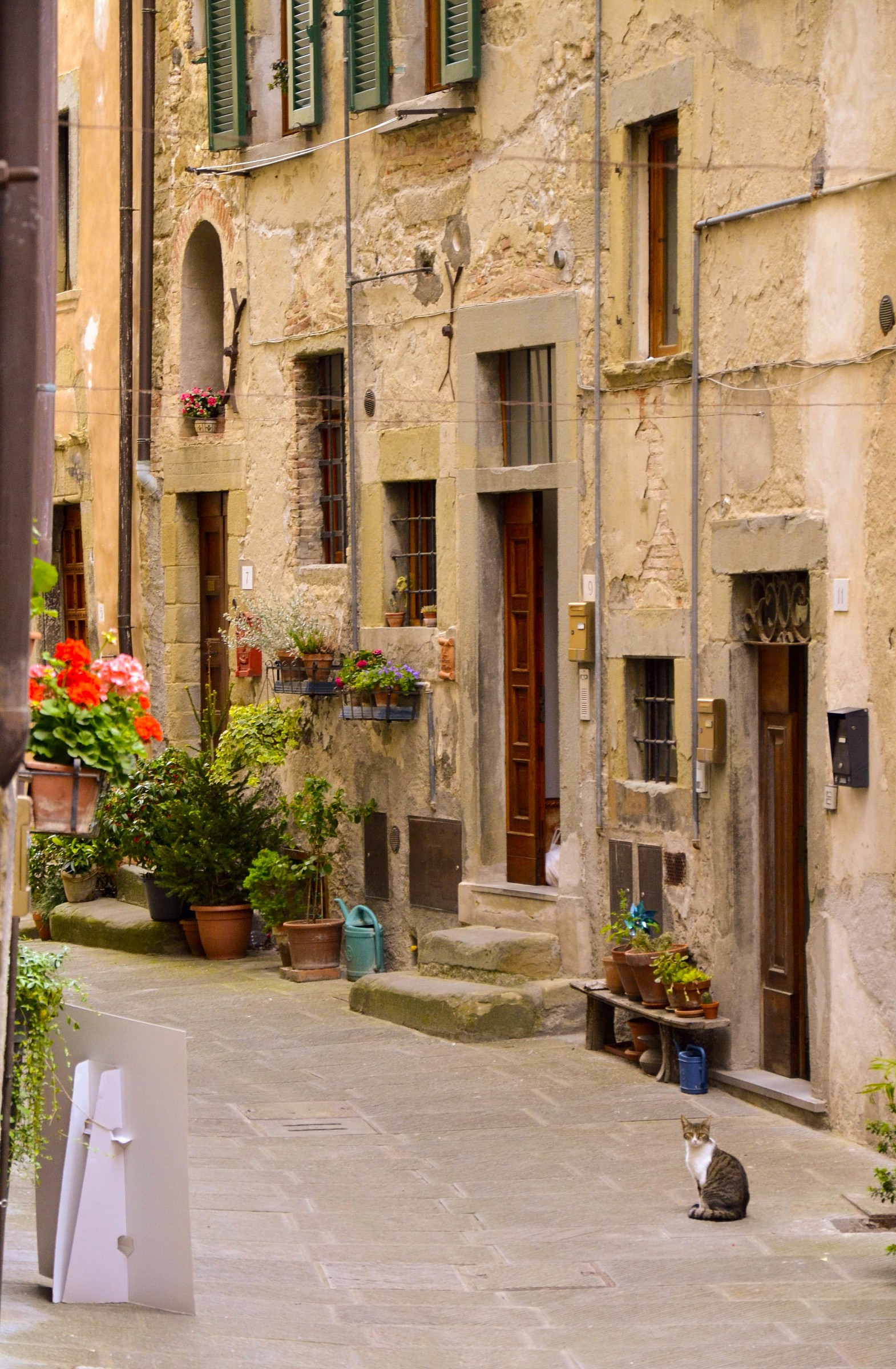 Anghiari: the cat could not miss ...