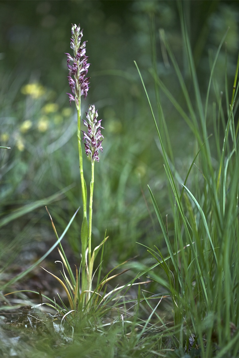Anacamptis coriophora