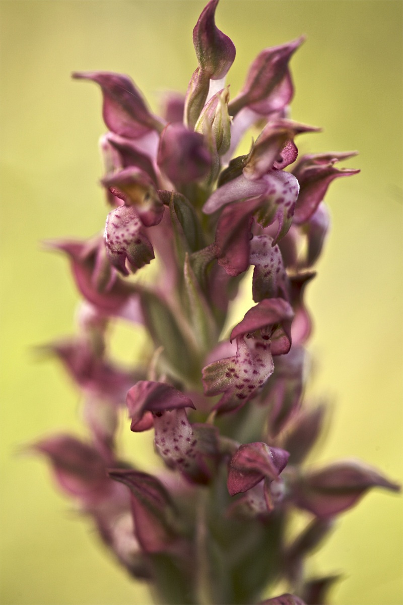 Anacamptis coriophora