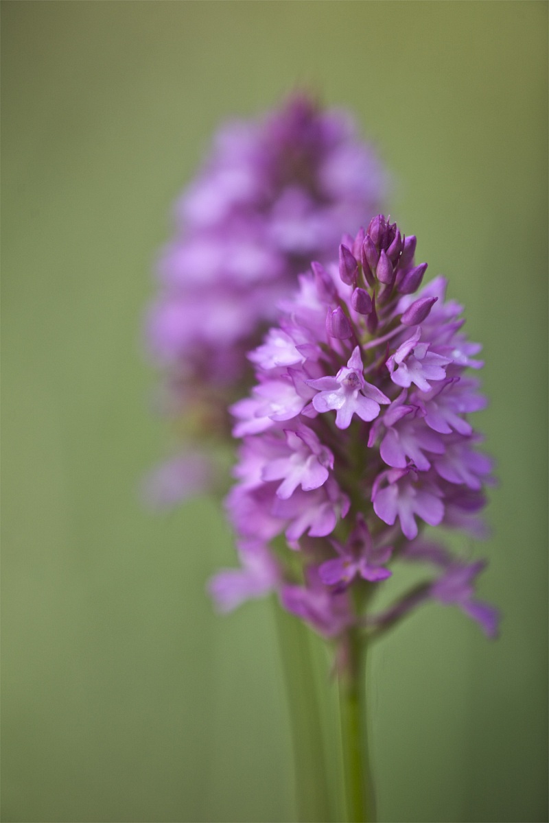 Anacamptis piramidalis