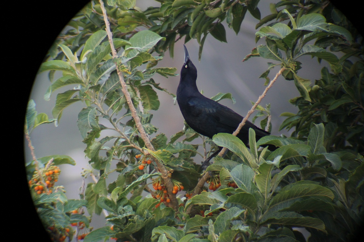 Great tailed grackle