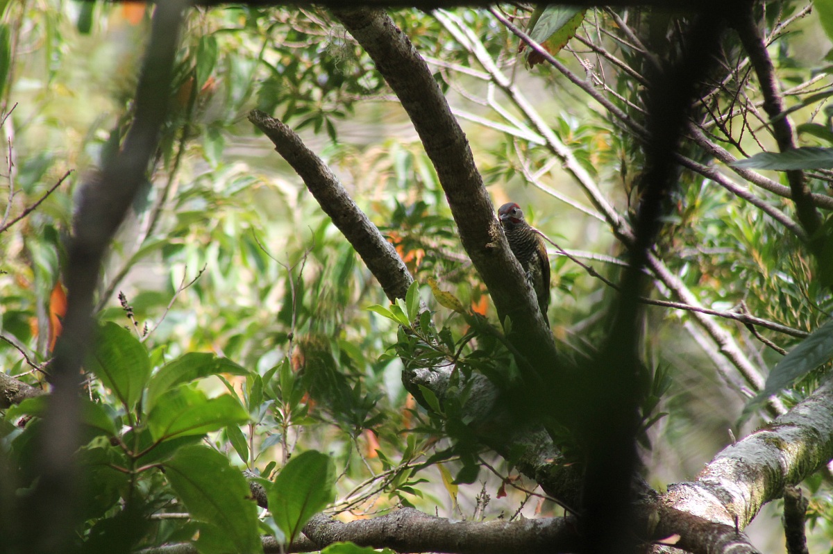 Golden olive woodpecker evil