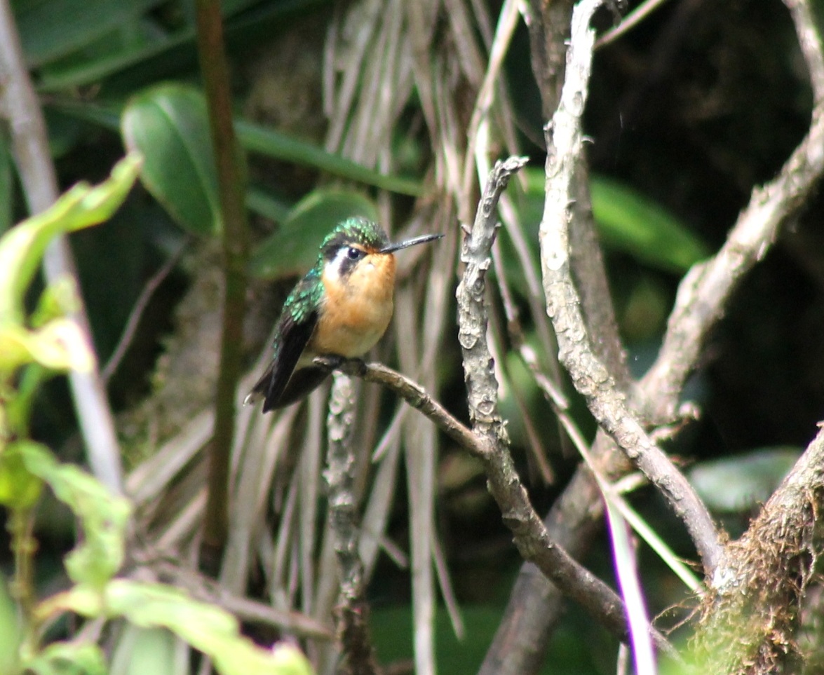 Female purple throated mountain gem