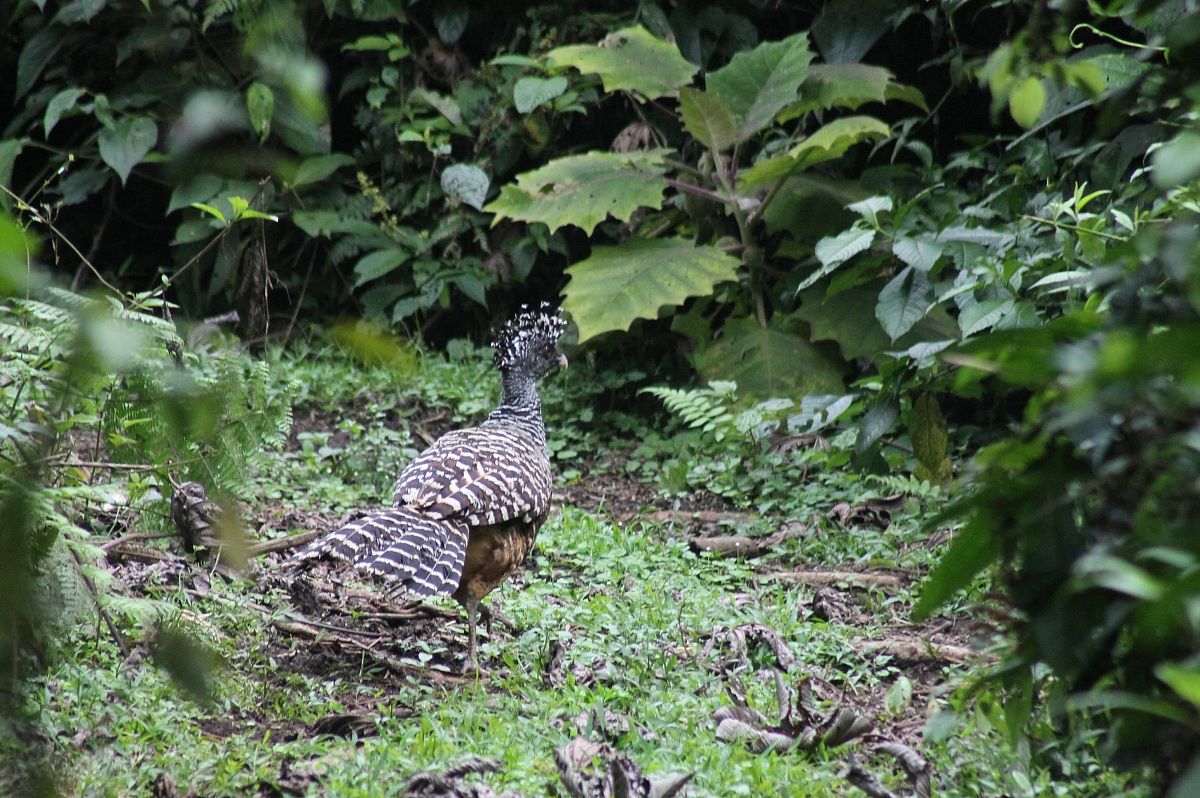 Great curassaw female