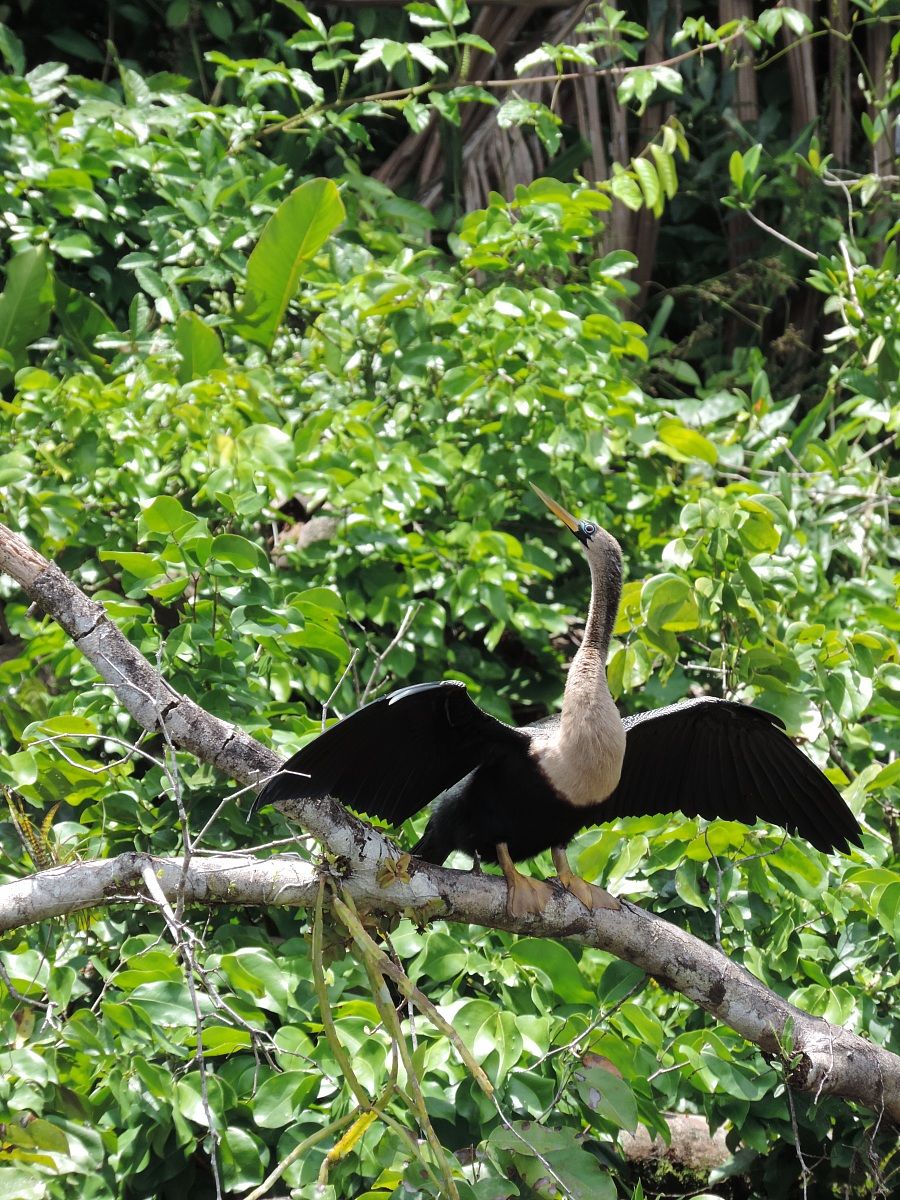 Anhinga female