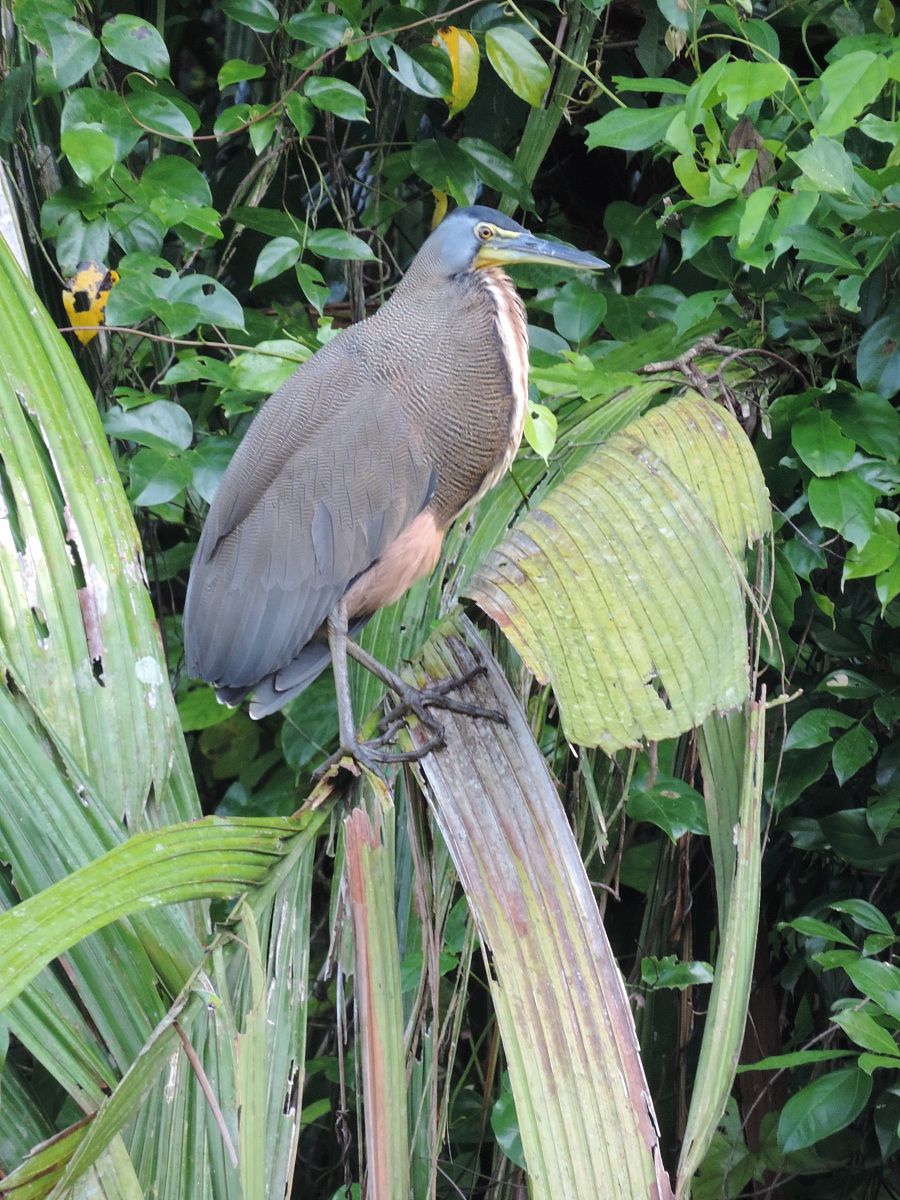 Bare throated tiger heron