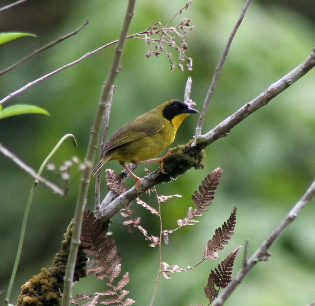 Olive crowned yellowthroat bad