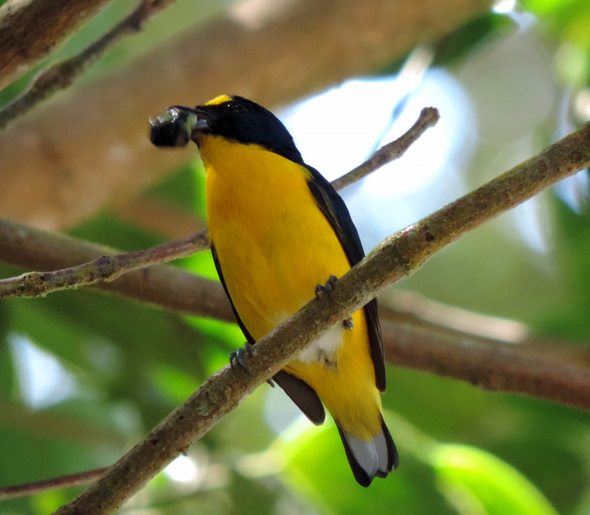 Yellow throated Euphonia