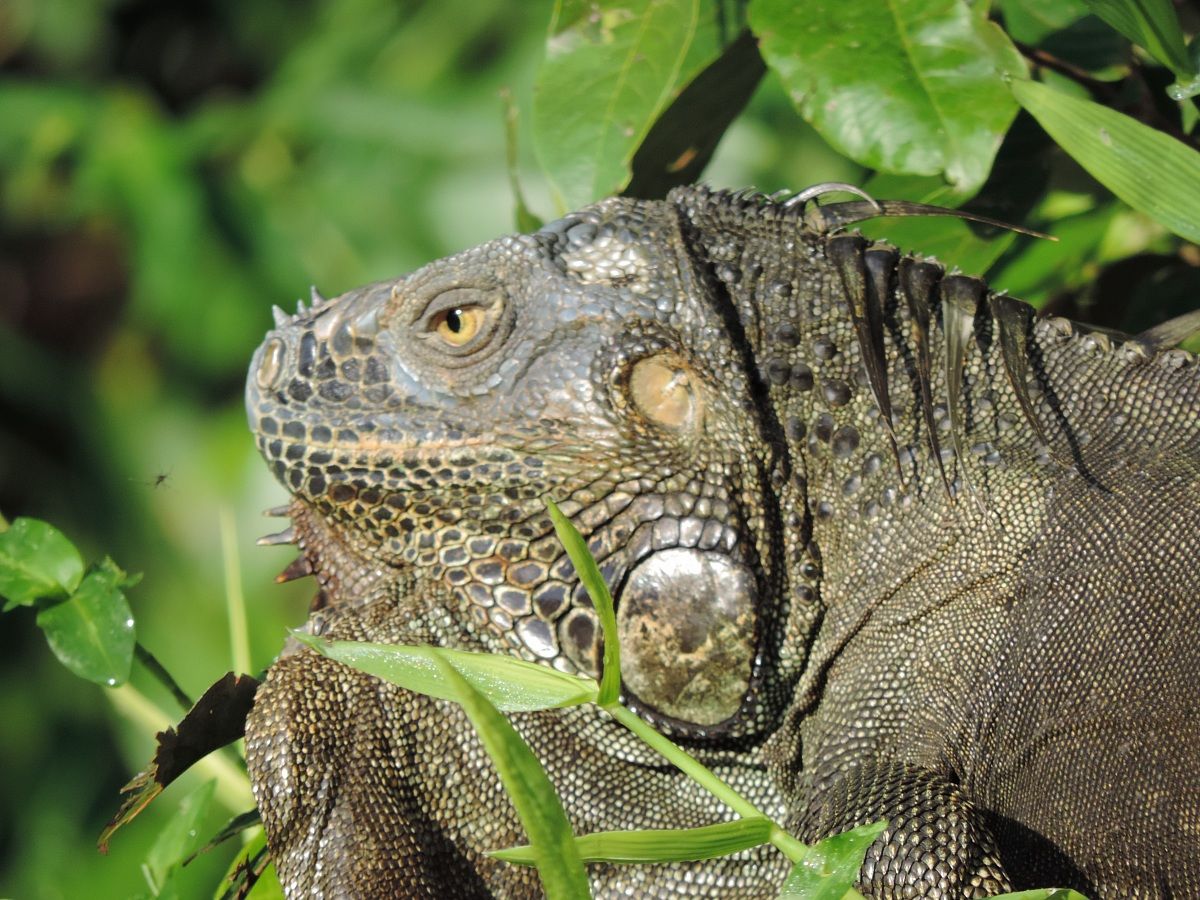 green iguana