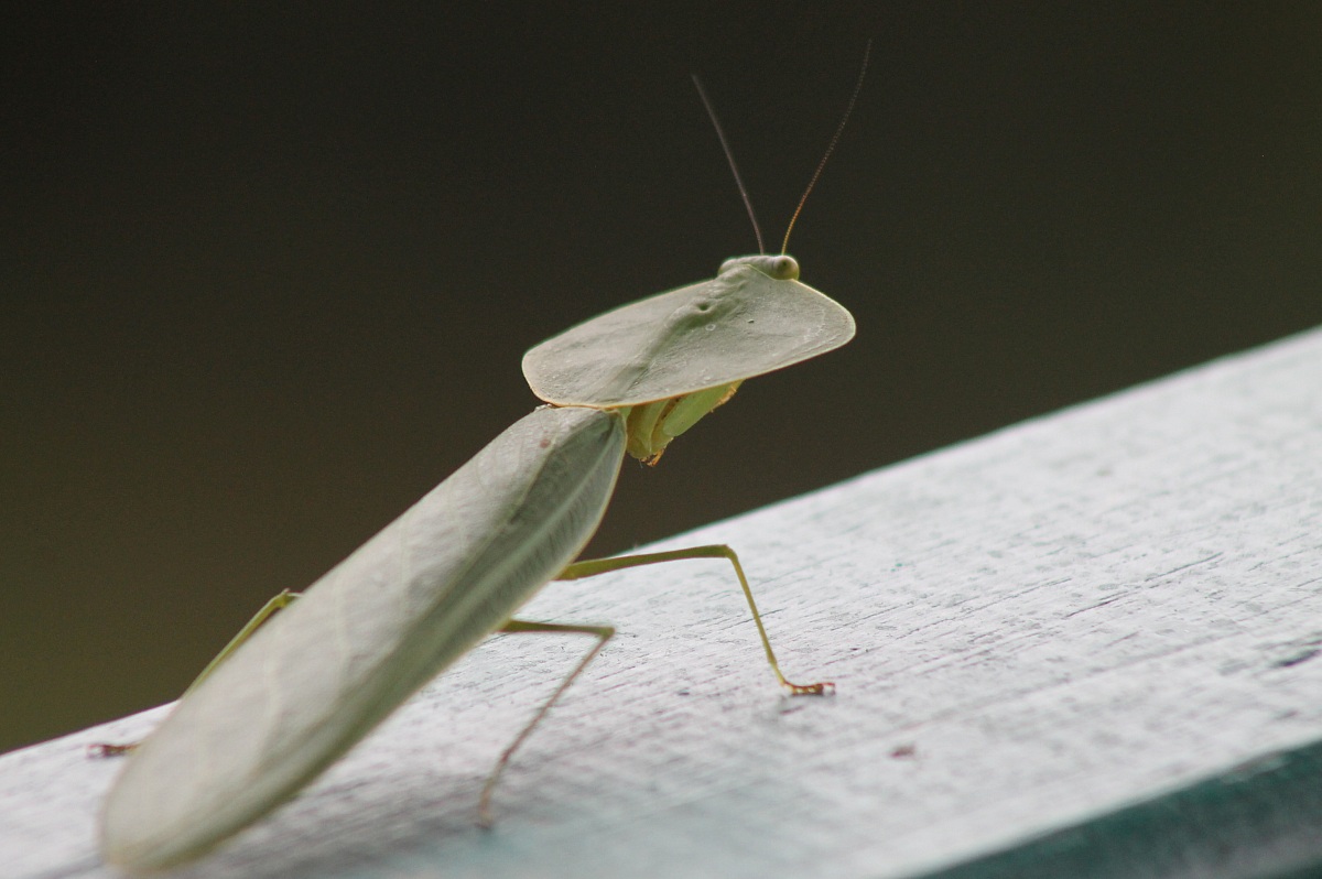 mimicking leaf mantis