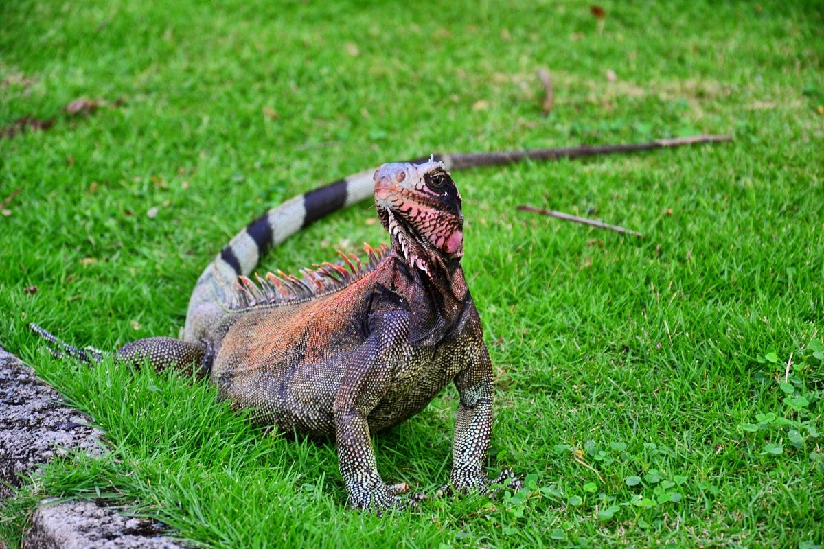 Iguana - St. John's - u.s. Virgin Islands