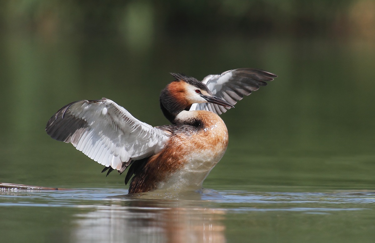 Great Crested Grebe