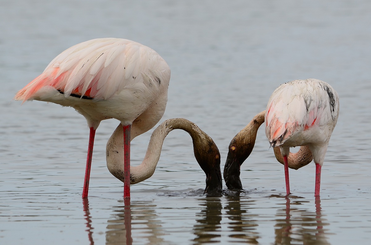 I due fenicotteri