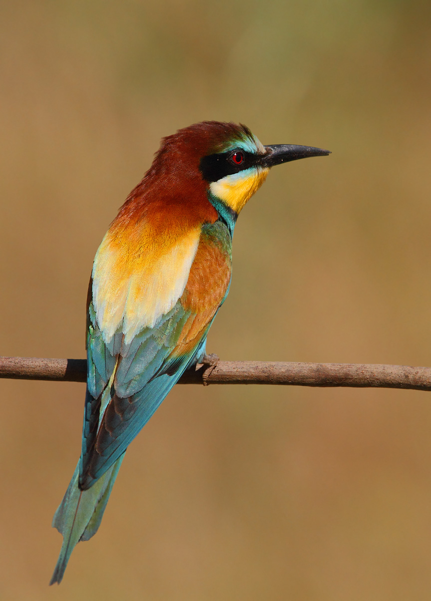 bee-eater