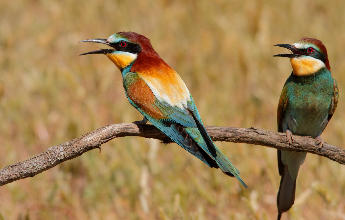 bee-eaters
