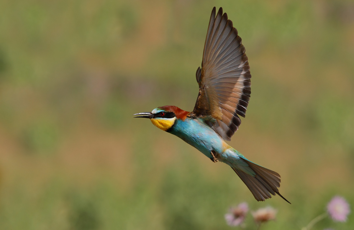 bee-eater