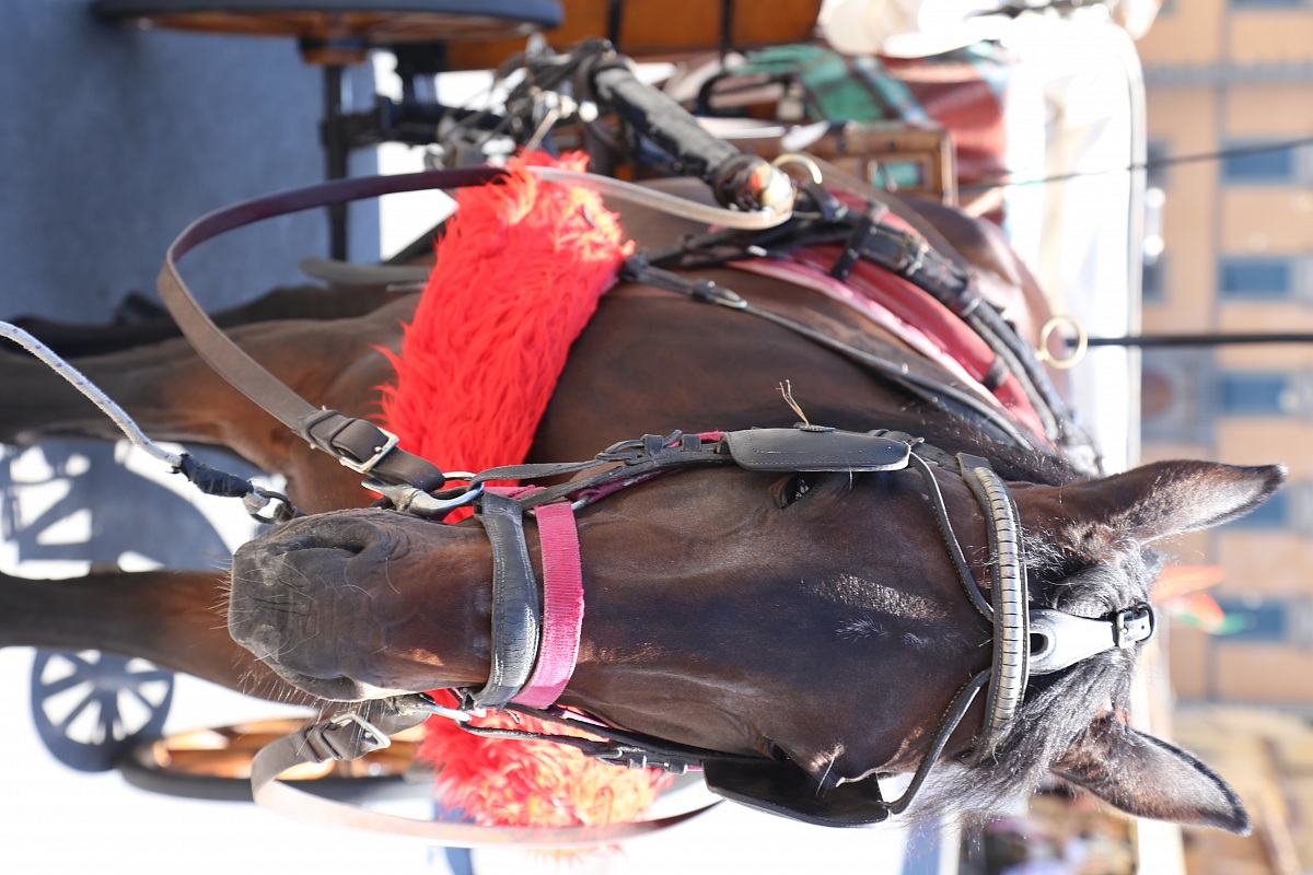 Horse through the streets of Pisa
