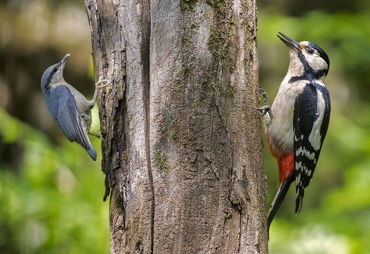 Double woodpecker