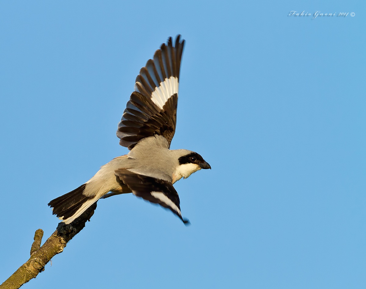 l'involo dell'Averla cenerina