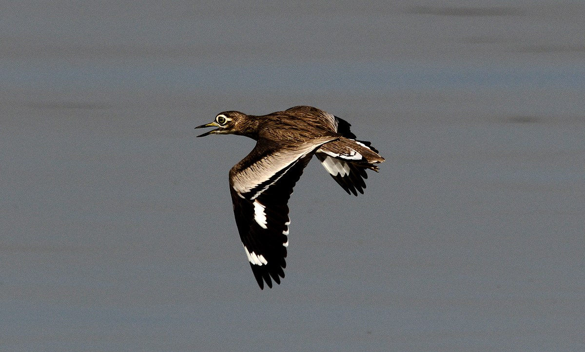 Burhins senegalensis