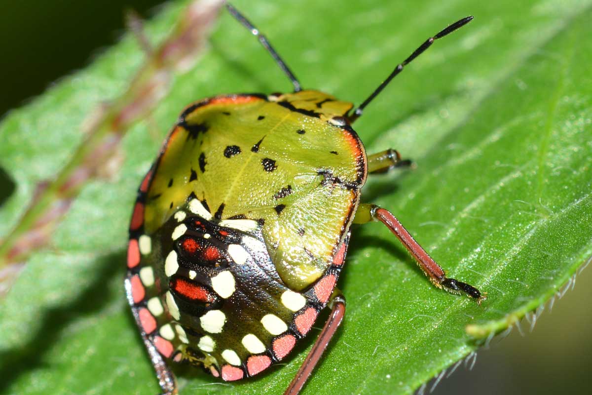 Nymph of the green stink bug