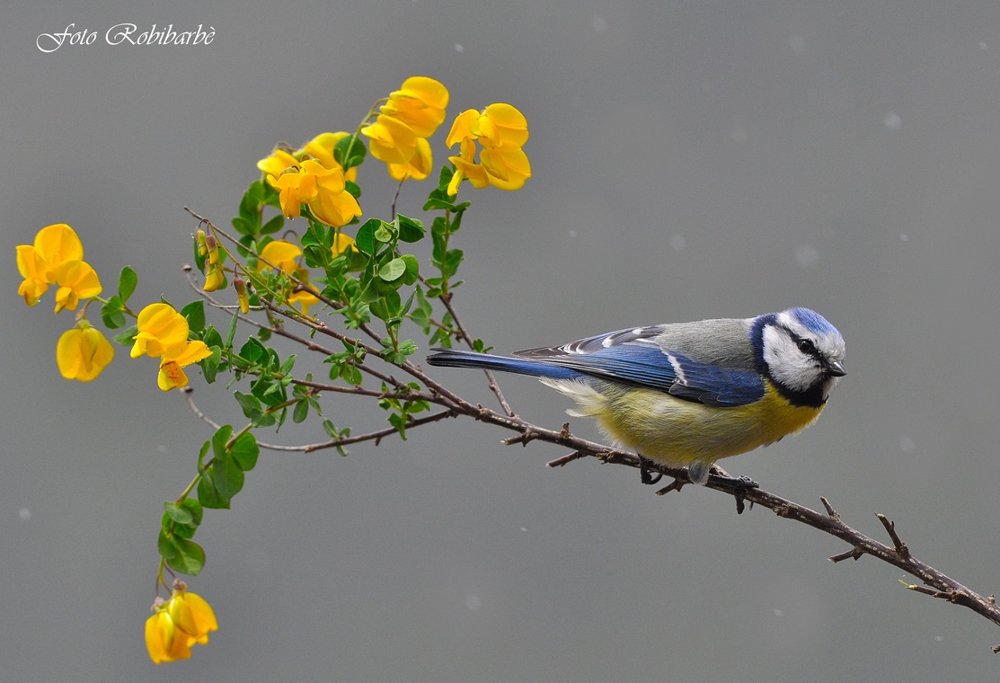 Gli ultimi fiocchi......