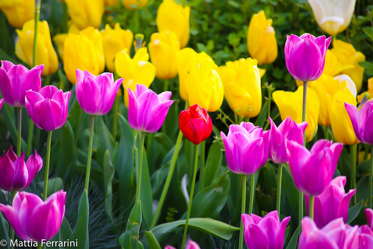 tulips @ Florence