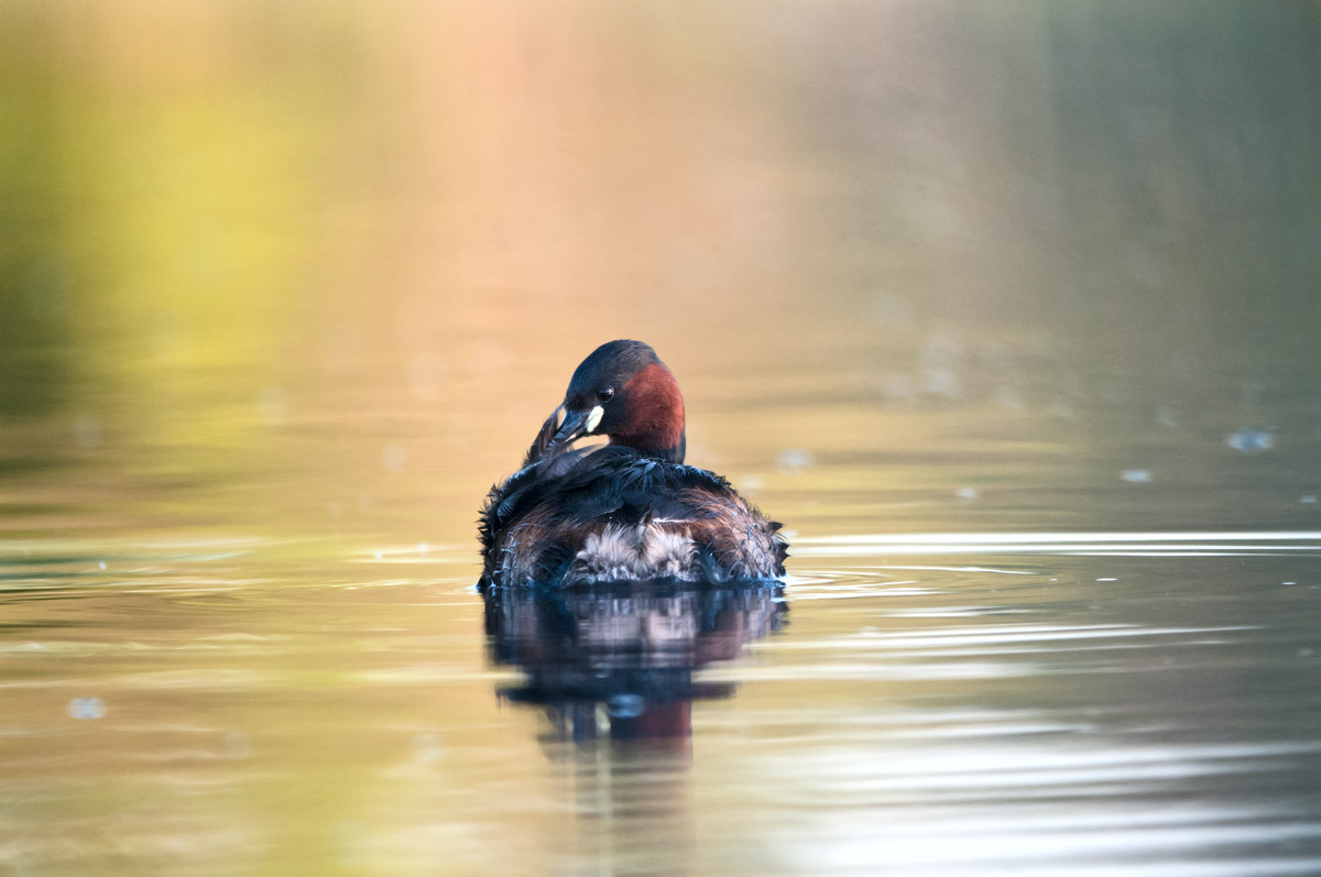 Dawn of the little grebe