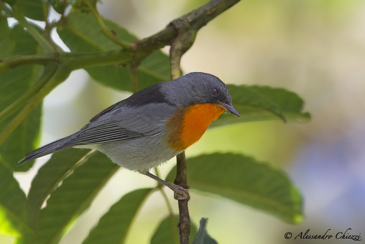 Parula tropicale