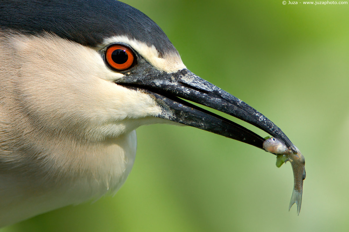 Nycticorax nycticorax (Black Crowned Night Heron), 002611