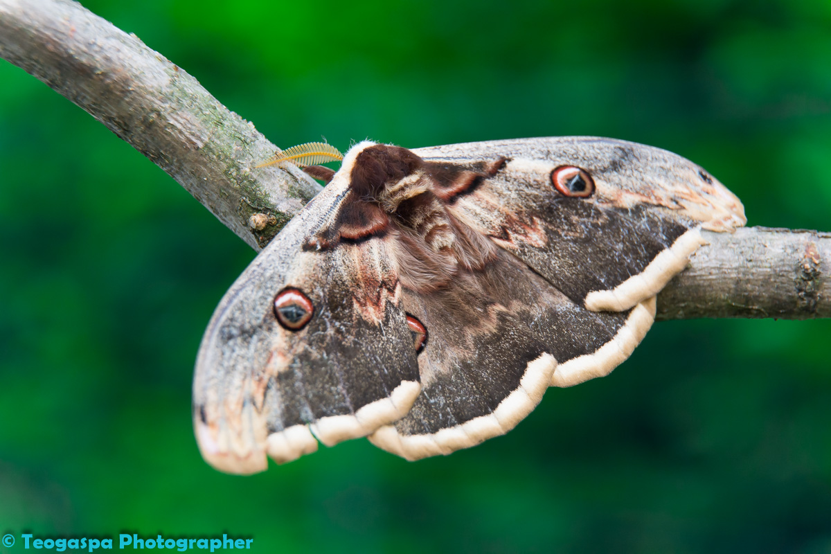 Moth or butterfly?
