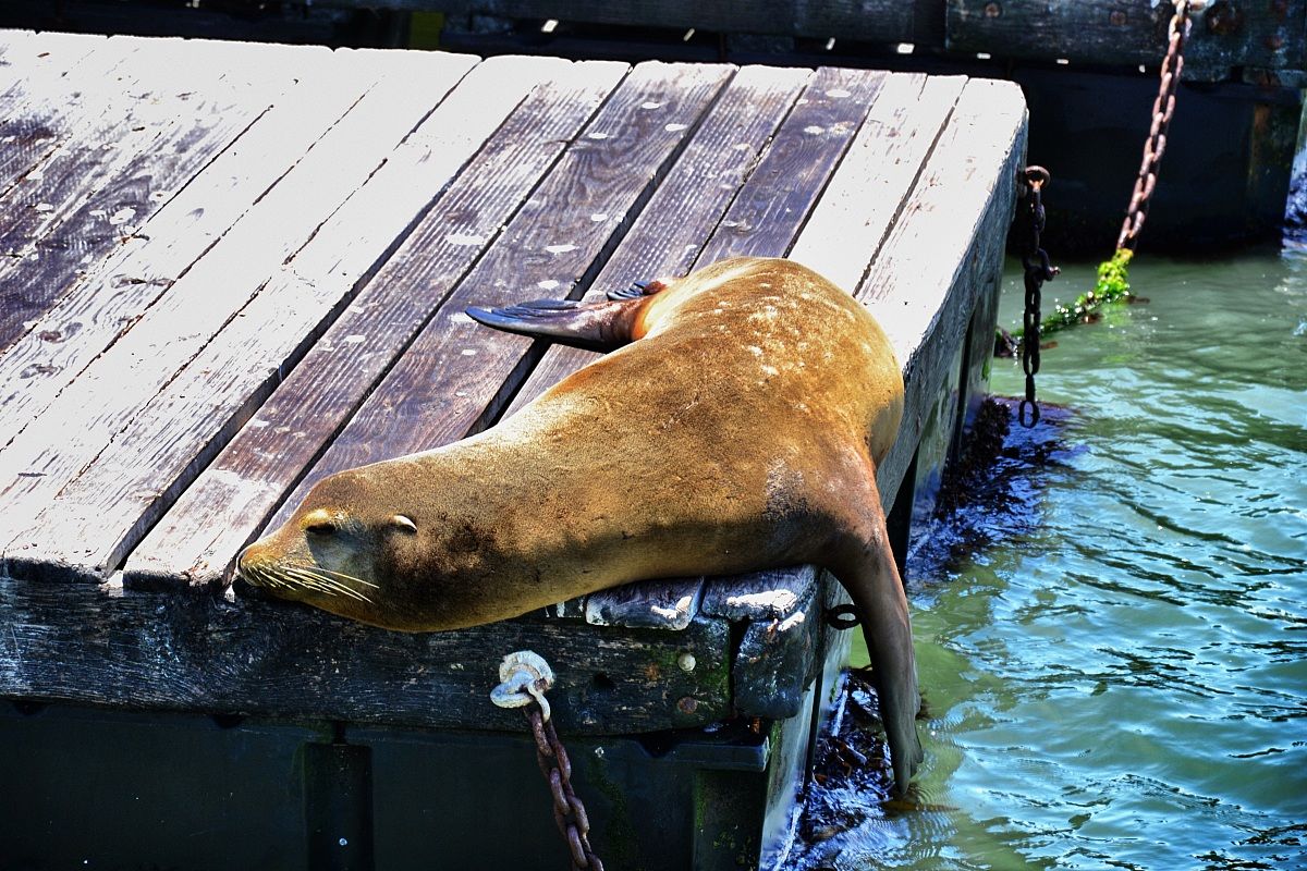 Leone Marino - San Francisco