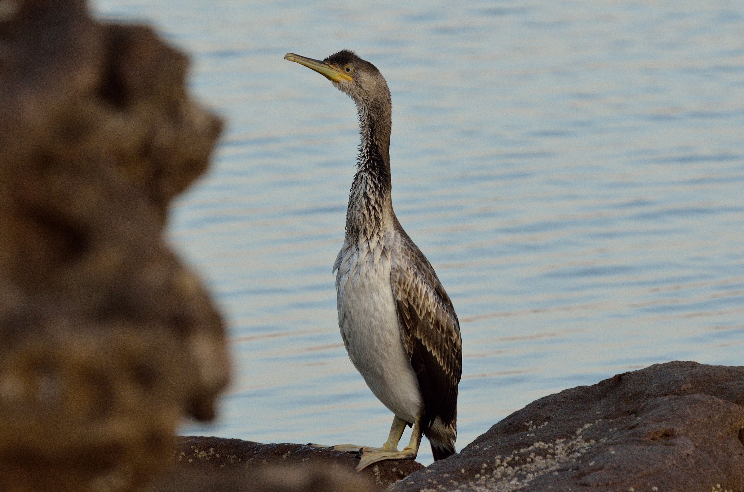 marangone dal ciuffo