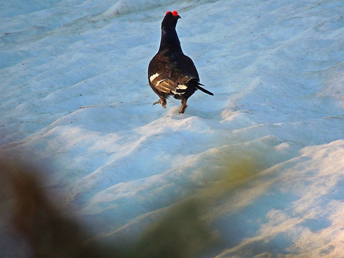 I'll be the last mica?