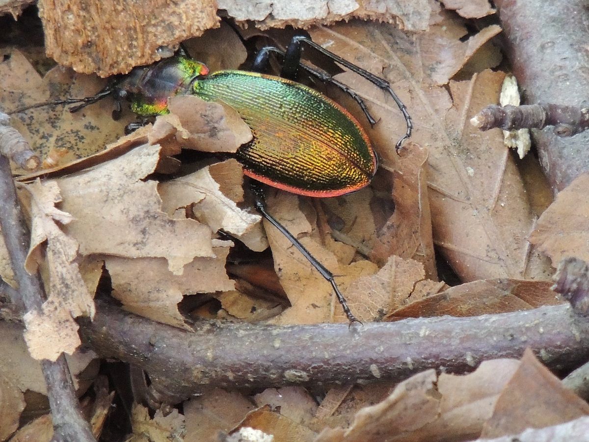 the executioner d'or