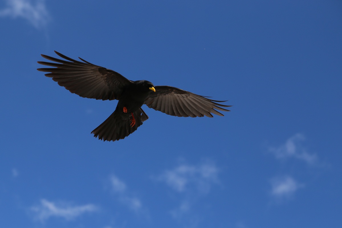 Alpine Chough