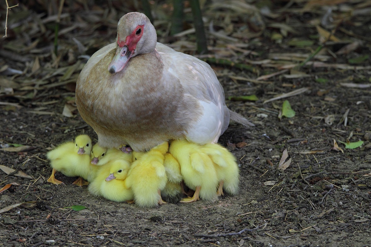 Perchè la colazione è il pasto più impo...