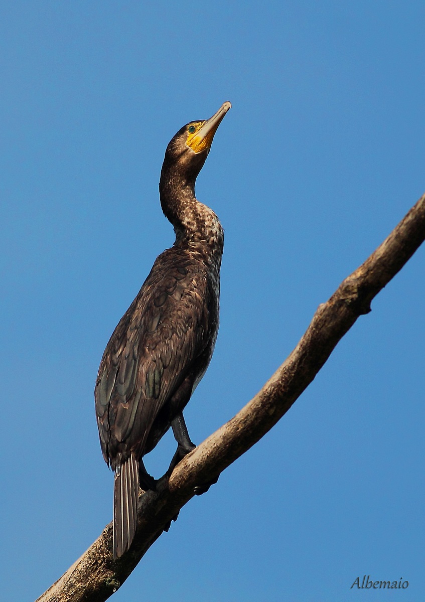Cormorano sul Ticino