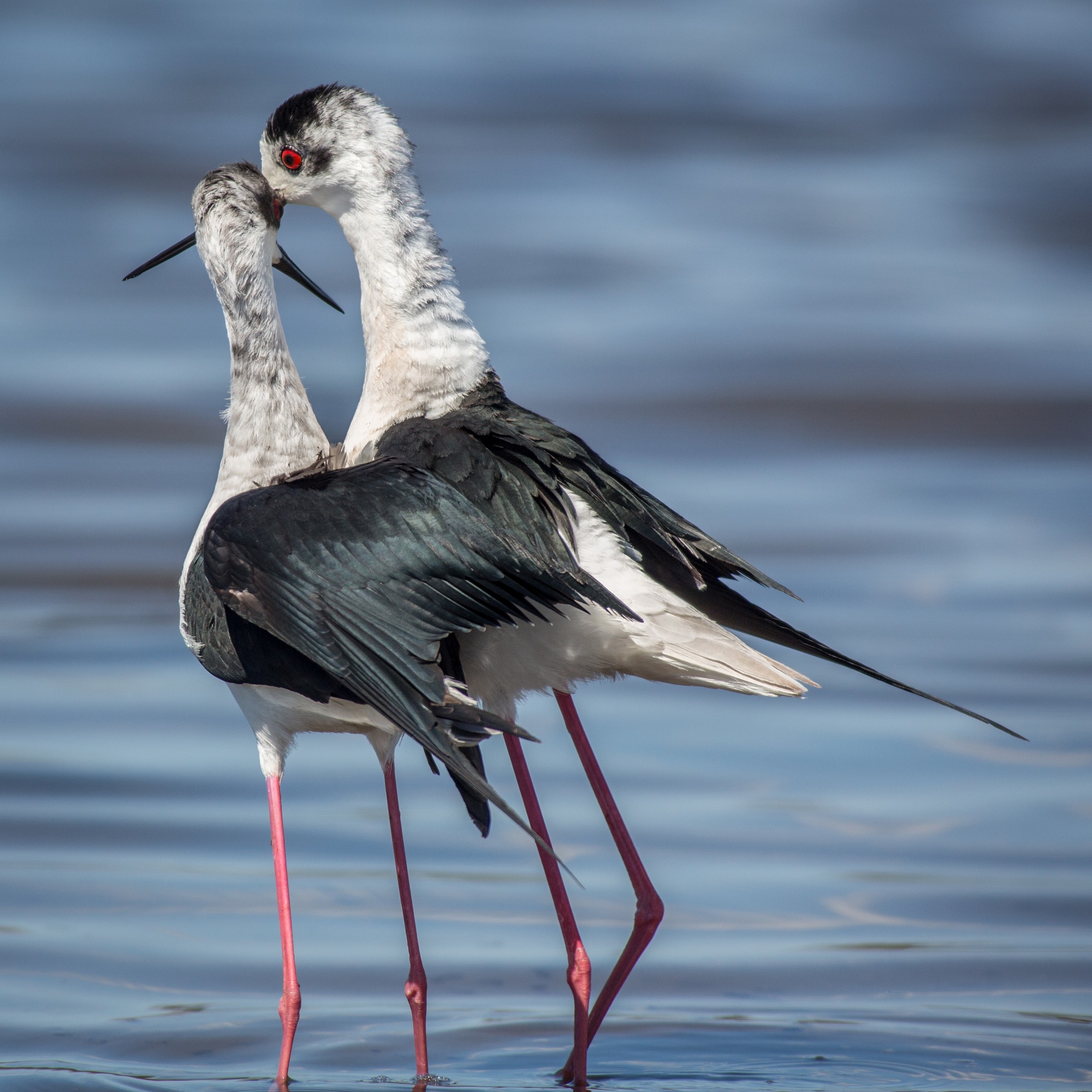 Love in the time of knights