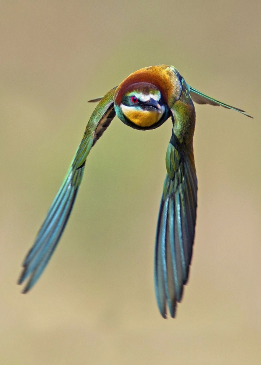 Bee-Eater in Flight