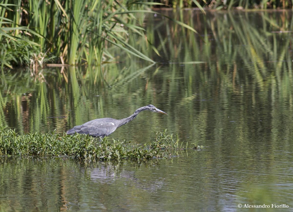 Grey Heron