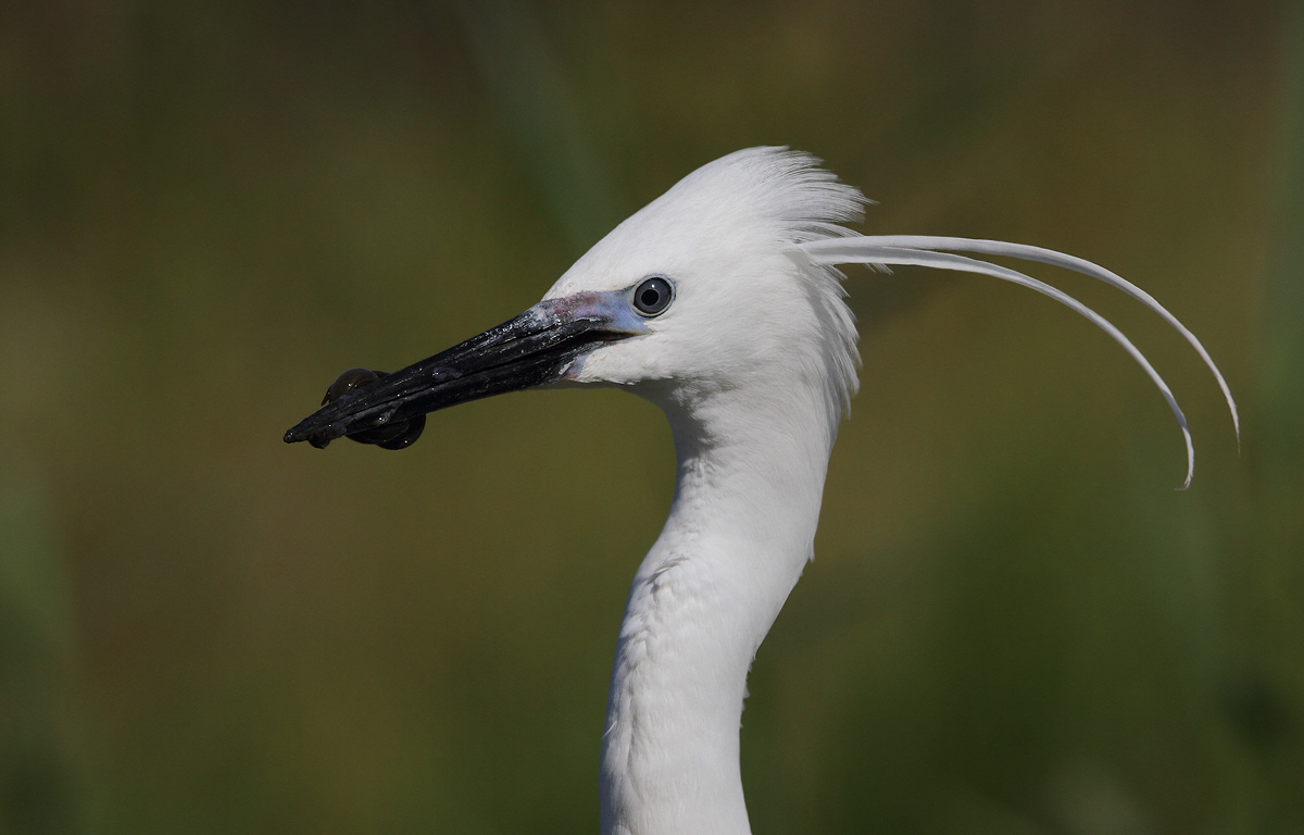 egret